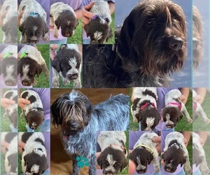 Wirehaired Pointing Griffon Puppy for Sale in DECATUR, Texas USA