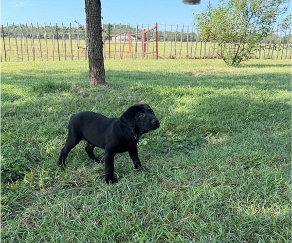 Medium Photo #12 Labrador Retriever Puppy For Sale in COMFORT, TX, USA