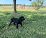 Small #11 Labrador Retriever