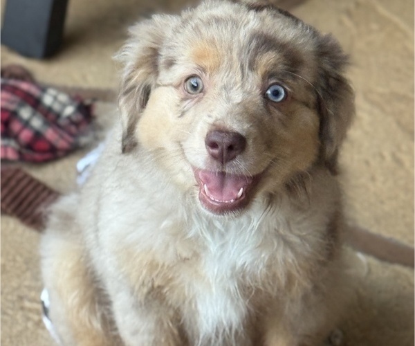 Medium Photo #1 Miniature Australian Shepherd Puppy For Sale in FORT MYERS, FL, USA