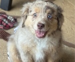Puppy Fluffy Miniature Australian Shepherd