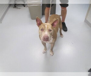 CASH - Male Catahoula Leopard Dog Dog for Adoption - Photo #2