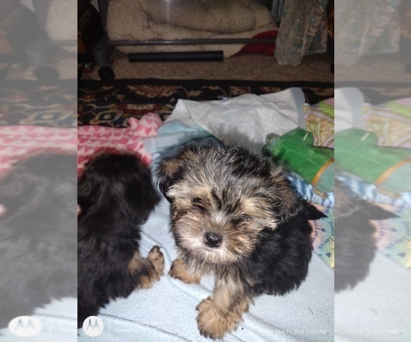 Medium Photo #9 Yorkshire Terrier Puppy For Sale in ROCK ISLAND, IL, USA