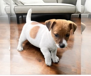 Jack Russell Terrier Puppy for sale in NASHVILLE, NC, USA