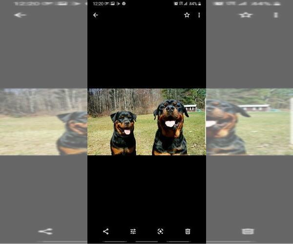 Medium Photo #5 Rottweiler Puppy For Sale in EAST WILLINGTON, CT, USA