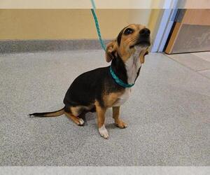 Dachshund-Parson Russell Terrier Mix Dogs for adoption in Orange, CA, USA