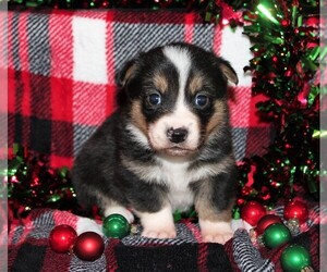 Aussie-Corgi Puppy for sale in CLAY CENTER, KS, USA