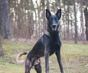 Father of the Belgian Malinois puppies born on 03/25/2023