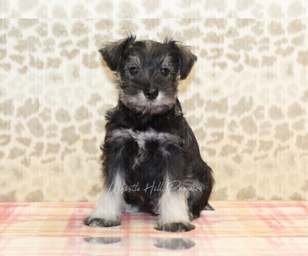 Medium Photo #3 Schnauzer (Miniature) Puppy For Sale in DENVER, PA, USA