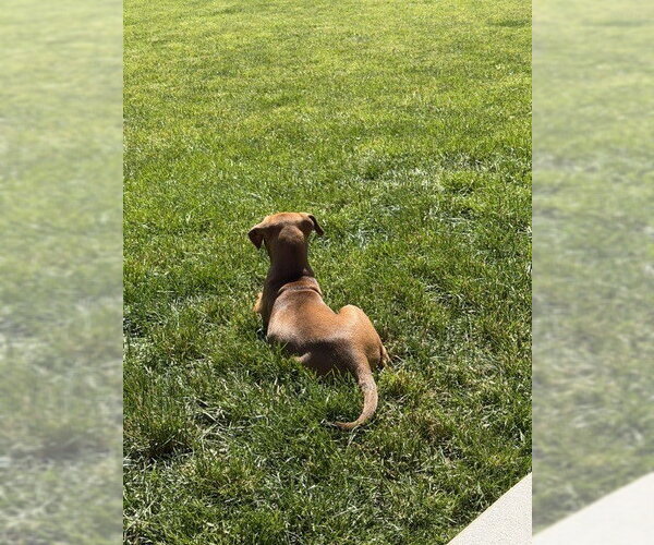Medium Photo #3 American Bulldog-Doberman Pinscher Mix Puppy For Sale in Springdale, PA, USA