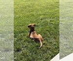 Small #2 American Bulldog-Doberman Pinscher Mix