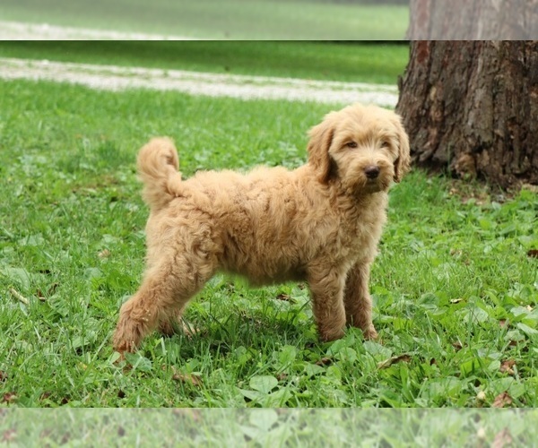 Medium Photo #6 Goldendoodle Puppy For Sale in FAIR GROVE, MO, USA
