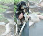 Small Photo #49 Golden Labrador Puppy For Sale in IDAHO SPRINGS, CO, USA