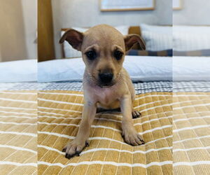 Chihuahua-Unknown Mix Dogs for adoption in Marina Del Rey, CA, USA