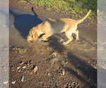 Puppy Lime Green Labrador Retriever