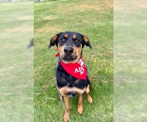 Great Pyrenees-Rottweiler Mix Dogs for adoption in Oakley, CA, USA