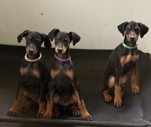 Medium Photo #1 Doberman Pinscher Puppy For Sale in FLINT, TX, USA