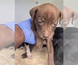 Mutt Dogs for adoption in Houston, TX, USA