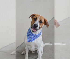 Labrador Retriever-Unknown Mix Dogs for adoption in McKinney, TX, USA