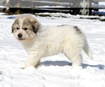 Small #10 Great Pyrenees