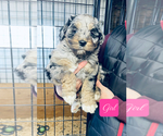 Puppy Yellow Aussiedoodle