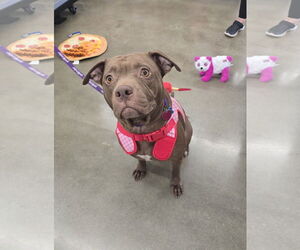 Beatrix - Female American Staffordshire Terrier Dog for Adoption - Photo #3