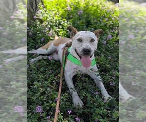 Mutt Dogs for adoption in Santa Barbara, CA, USA