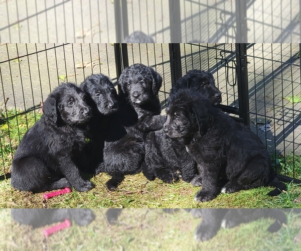 Medium Photo #1 Labradoodle Puppy For Sale in LONGVIEW, WA, USA
