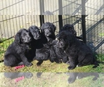 Small Photo #1 Labradoodle Puppy For Sale in LONGVIEW, WA, USA