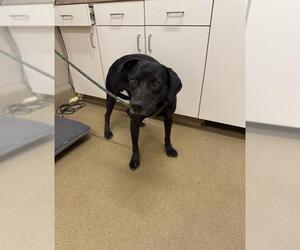 Labrador Retriever Dogs for adoption in Santa Maria, CA, USA