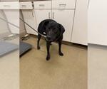 Small Labrador Retriever