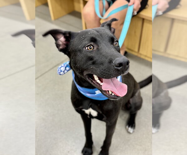 Medium Photo #6 American Pit Bull Terrier-German Shepherd Dog Mix Puppy For Sale in White Bluff, TN, USA