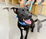Small #5 American Pit Bull Terrier-German Shepherd Dog Mix