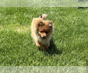 Pomeranian Puppy for sale in MIDDLEBURY, IN, USA