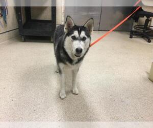 Siberian Husky Dogs for adoption in Riverside, CA, USA