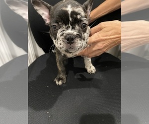 French Bulldog Litter for sale in LAND O LAKES, FL, USA