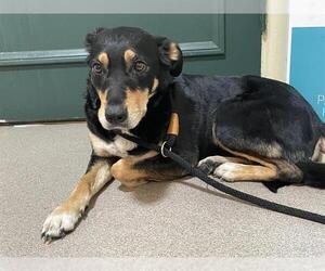 Rottweiler-Unknown Mix Dogs for adoption in Pasadena, CA, USA