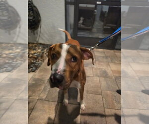 Buster - Male Mutt Dog for Adoption - Photo #3