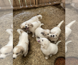 Great Pyrenees Puppy for sale in MEADOWVIEW, VA, USA