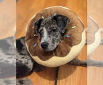Small #4 Catahoula Leopard Dog Mix