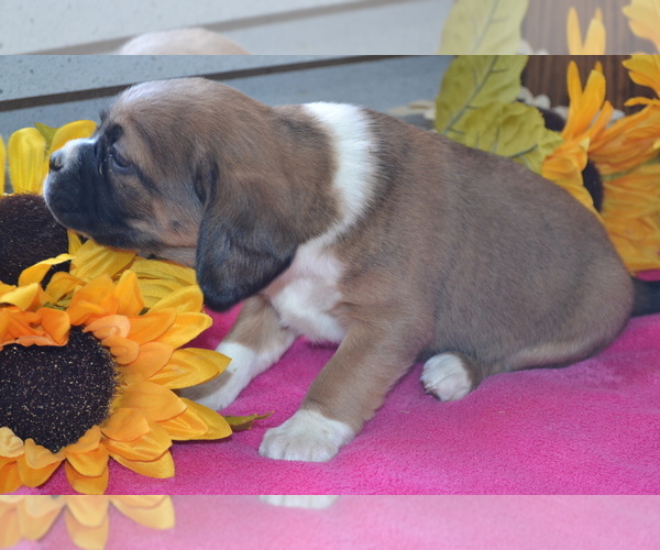 Medium Photo #24 Jug Puppy For Sale in GREENWOOD, WI, USA