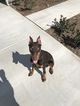 Small Photo #1 Doberman Pinscher Puppy For Sale in VISALIA, CA, USA