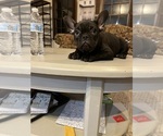 Small #2 French Bulldog