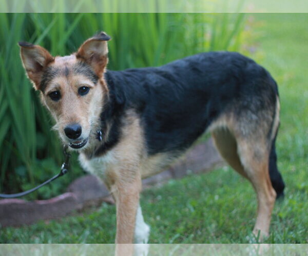 Medium Photo #2 Airedale Terrier-Collie Mix Puppy For Sale in Cookeville, TN, USA