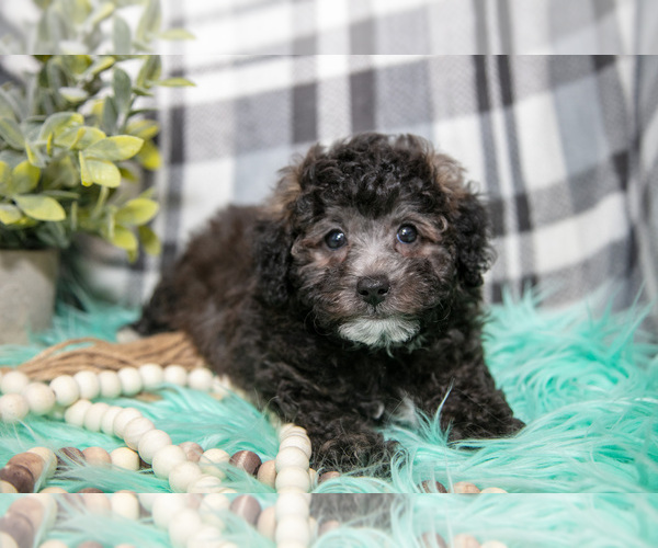 Medium Photo #4 Poodle (Toy) Puppy For Sale in NAPPANEE, IN, USA