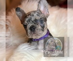 Small Photo #30 French Bulldog Puppy For Sale in BUCKS BAR, CA, USA