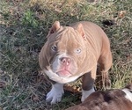 Puppy Puppy 2 American Bully
