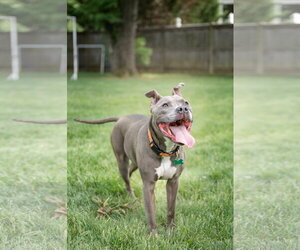 Faith - Female American Pit Bull Terrier Dog for Adoption - Photo #5