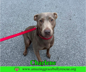 Charlene (Char) - Female Labrador Retriever-Unknown Mix Dog for Adoption - Photo #3