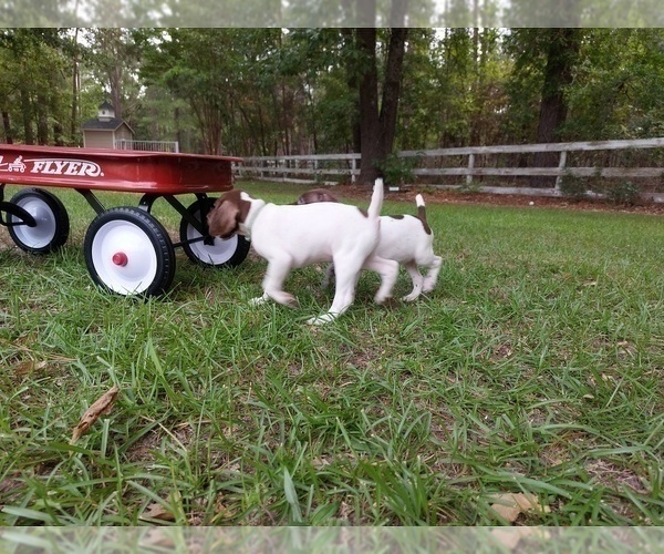 Medium Photo #4 German Shorthaired Pointer Puppy For Sale in QUITMAN, TX, USA